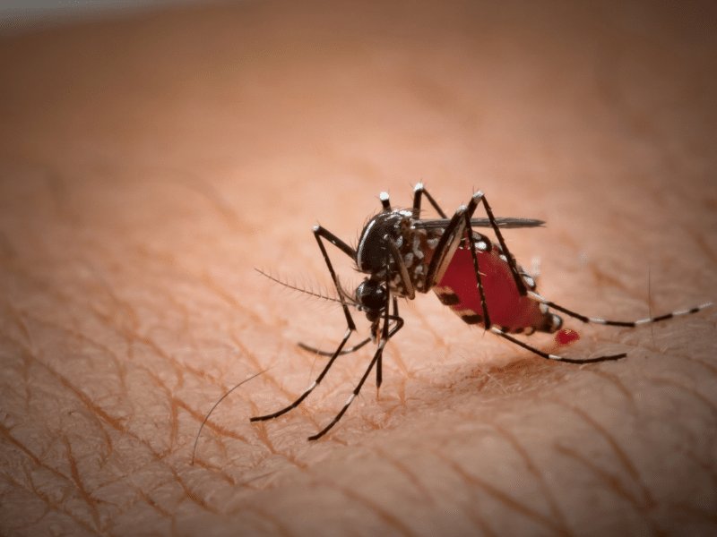 What is Malaria and what are the different ways to prevent it?